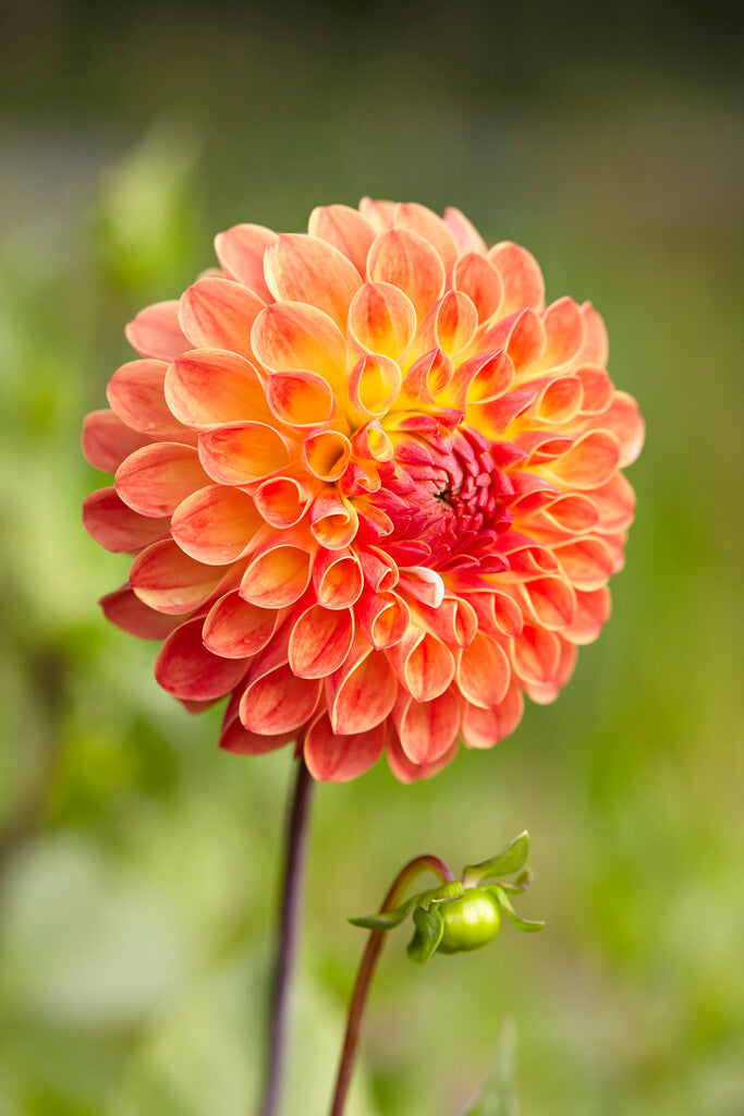 Dahlia Boll Jowey Chantal 1-pack